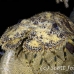 lobster_slipper_3fw_lc_h_0299_cay0421.jpg